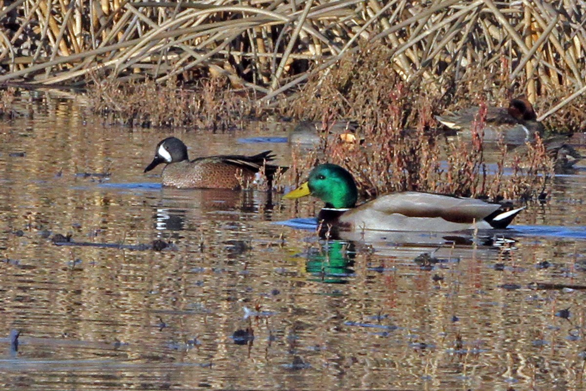 Blue-winged Teal - ML627114867