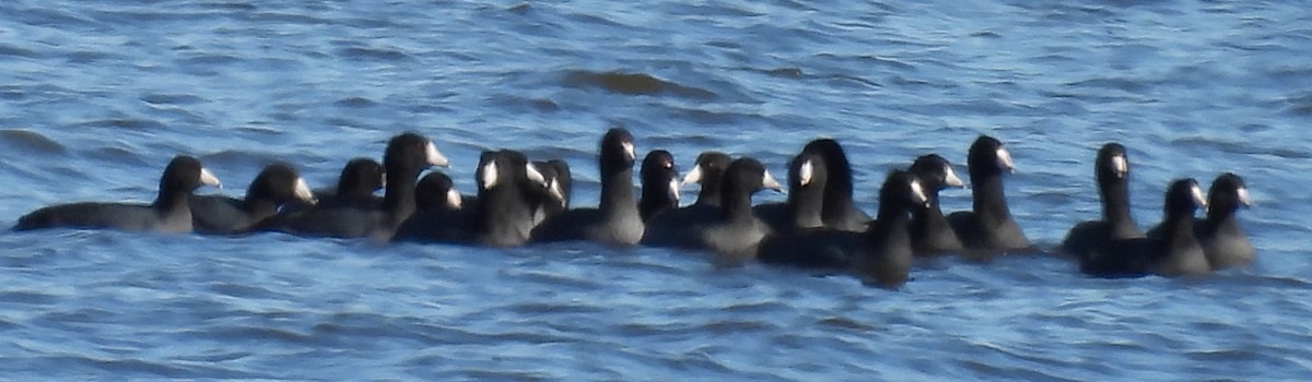 American Coot - ML627114975