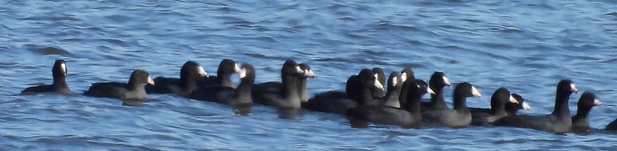 American Coot - ML627114977