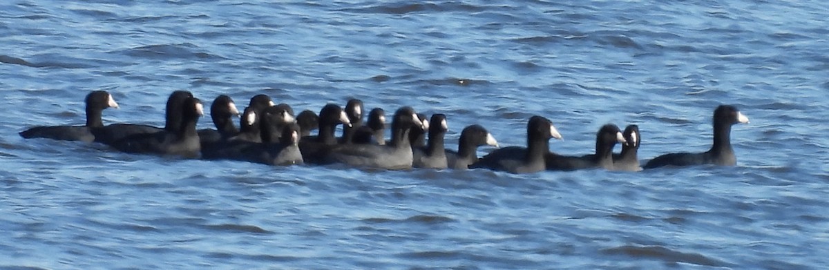 American Coot - ML627114978