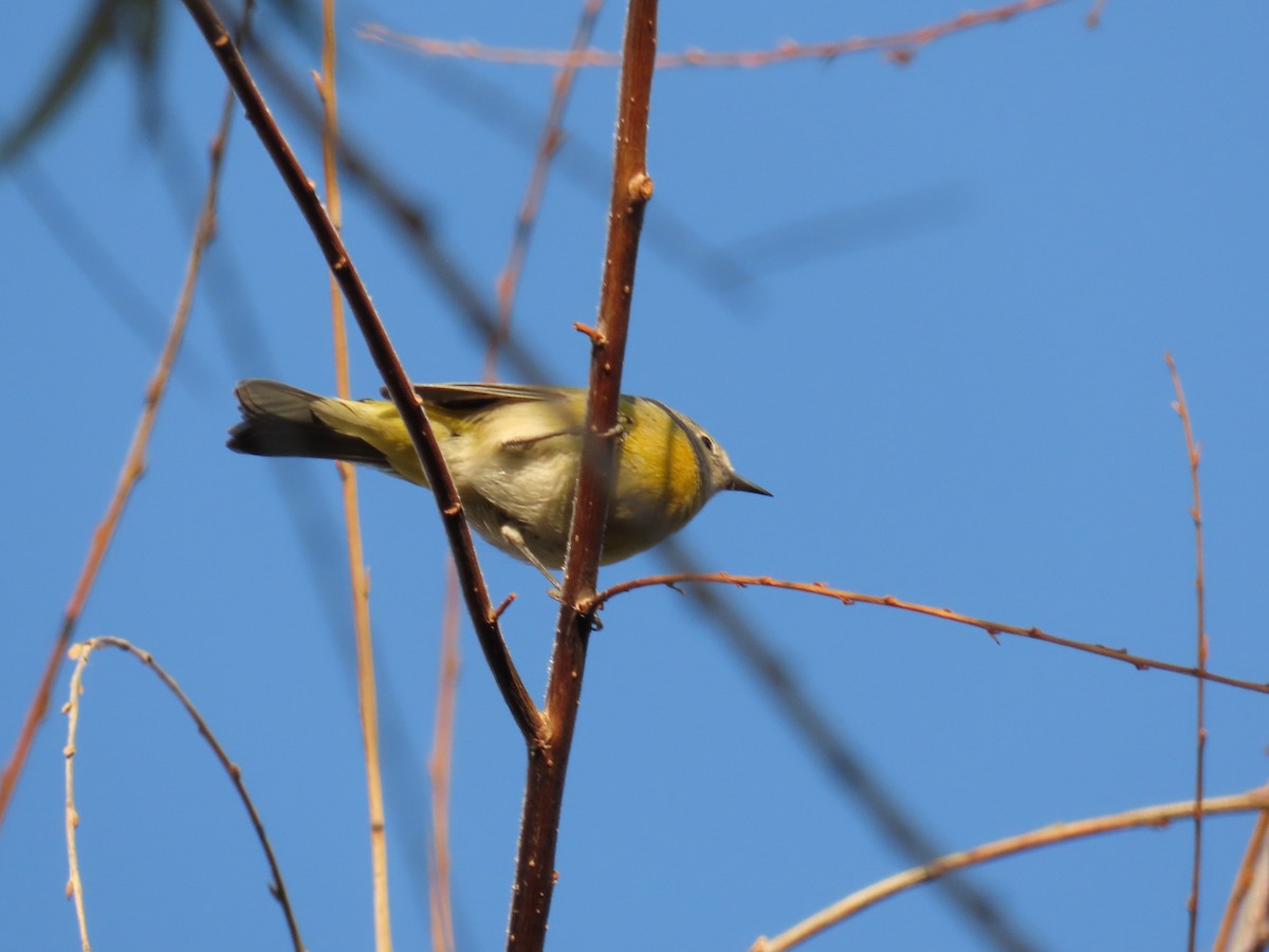 Nashville Warbler - ML627115450