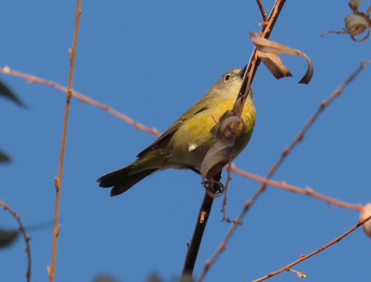 Nashville Warbler - ML627115453