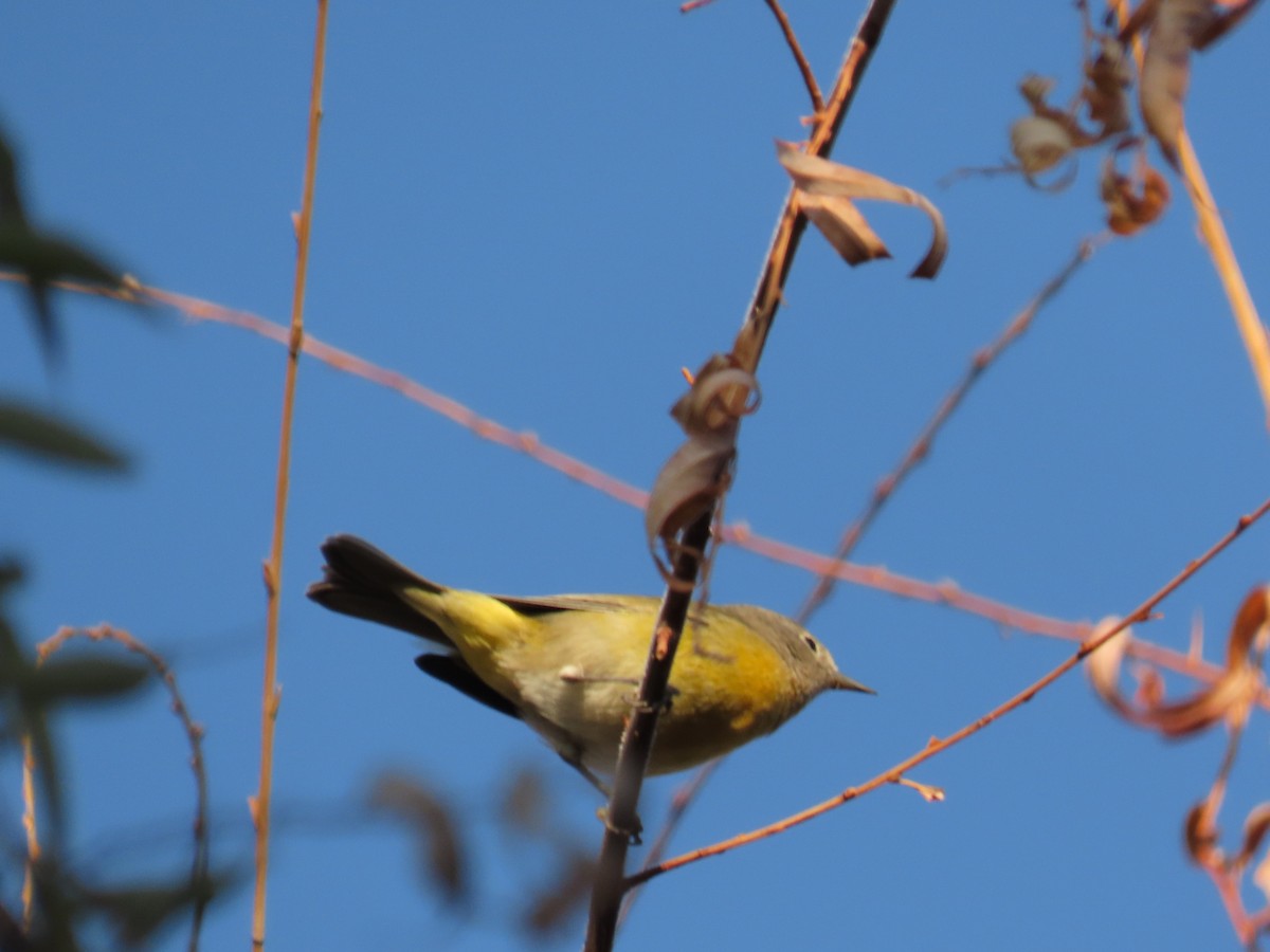 Nashville Warbler - ML627115489