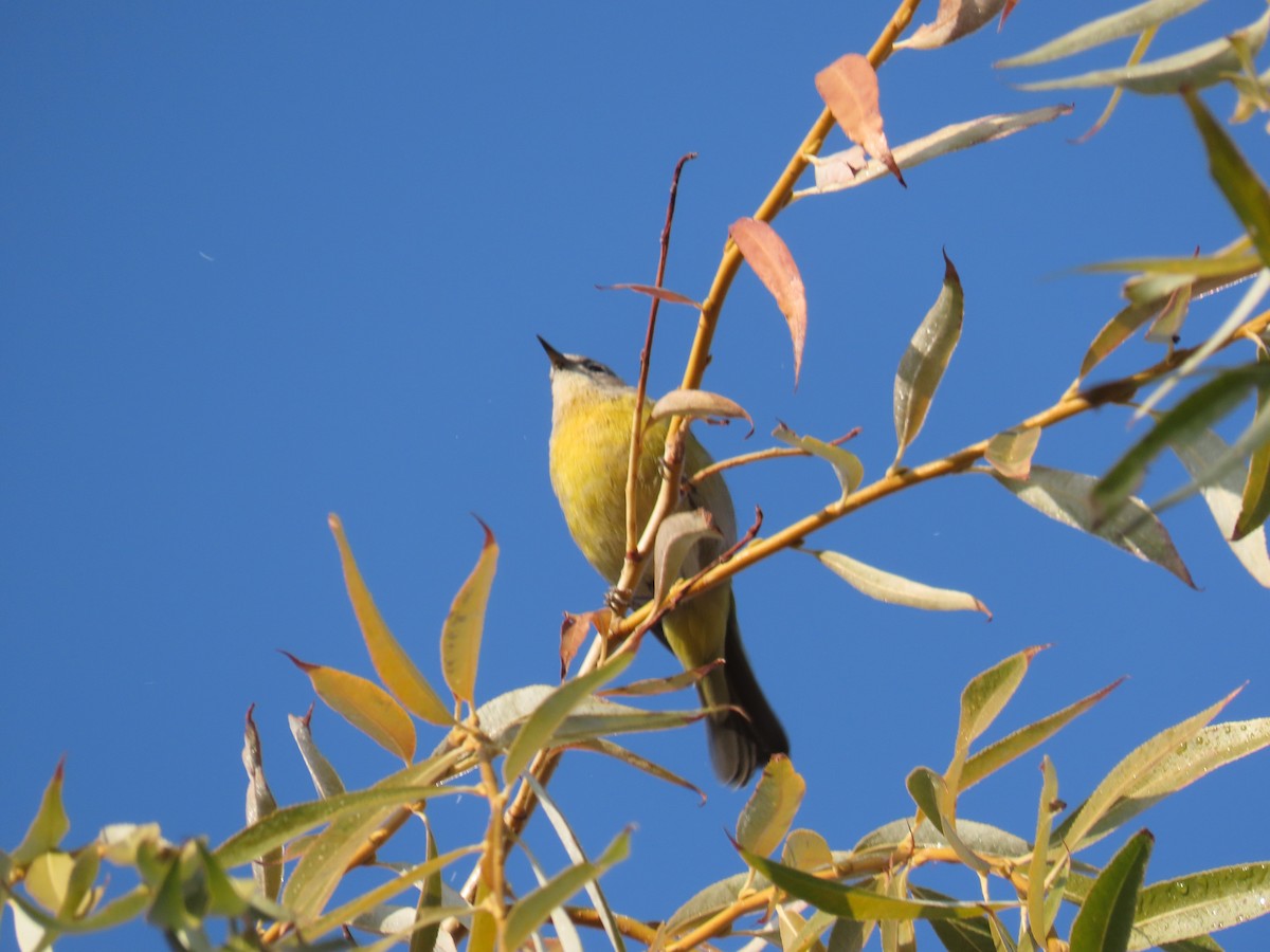 Nashville Warbler - ML627115492