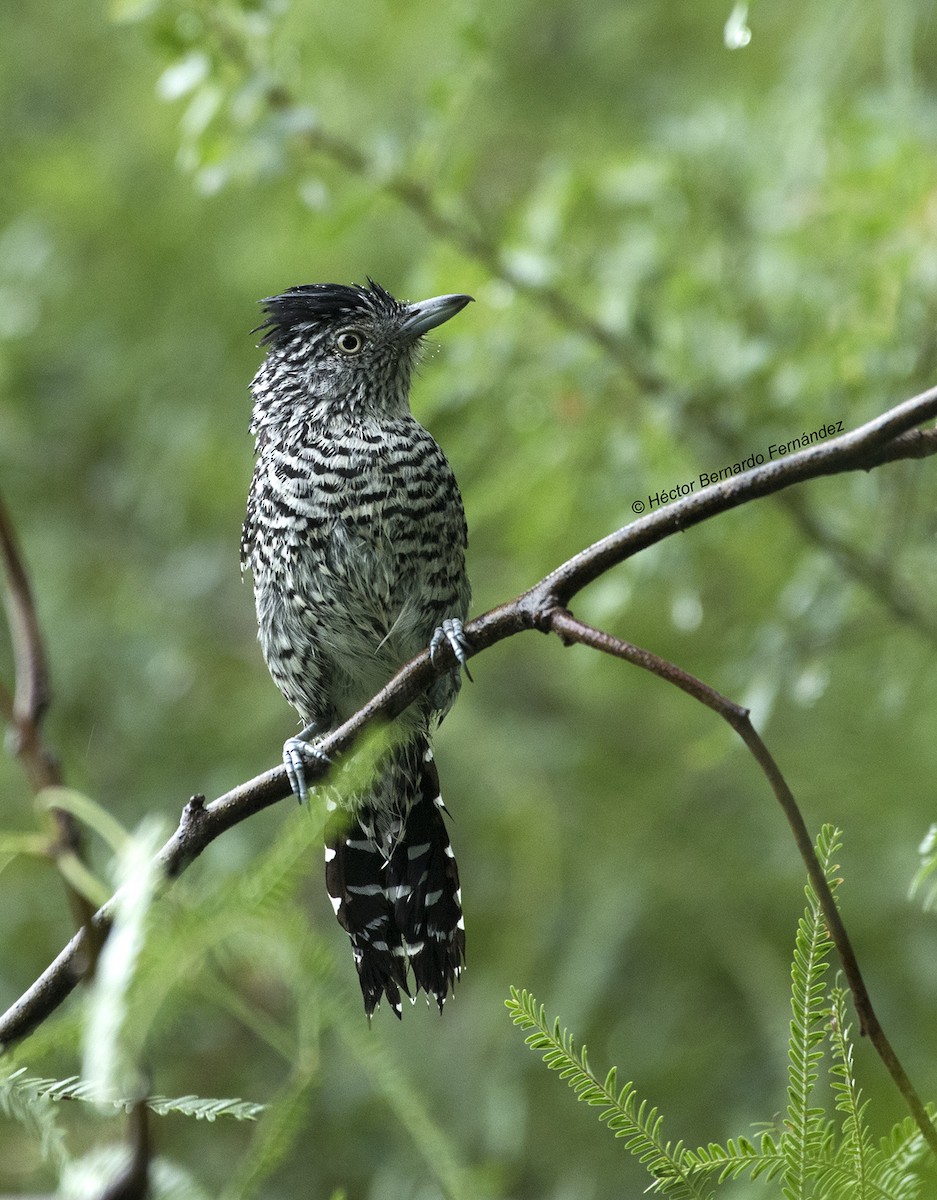 シマアリモズ - ML627115493