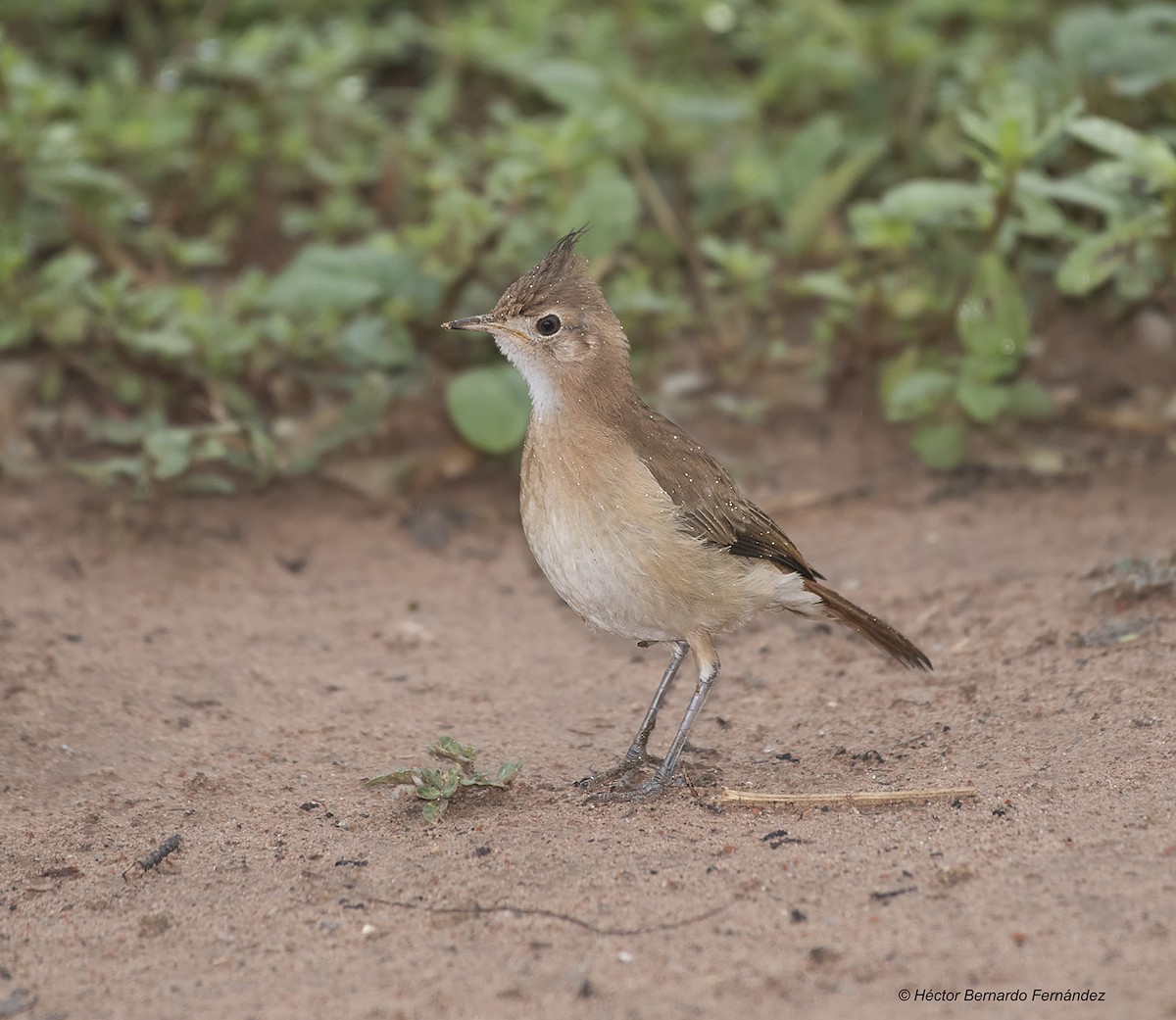 カンムリカマドドリ - ML627115497
