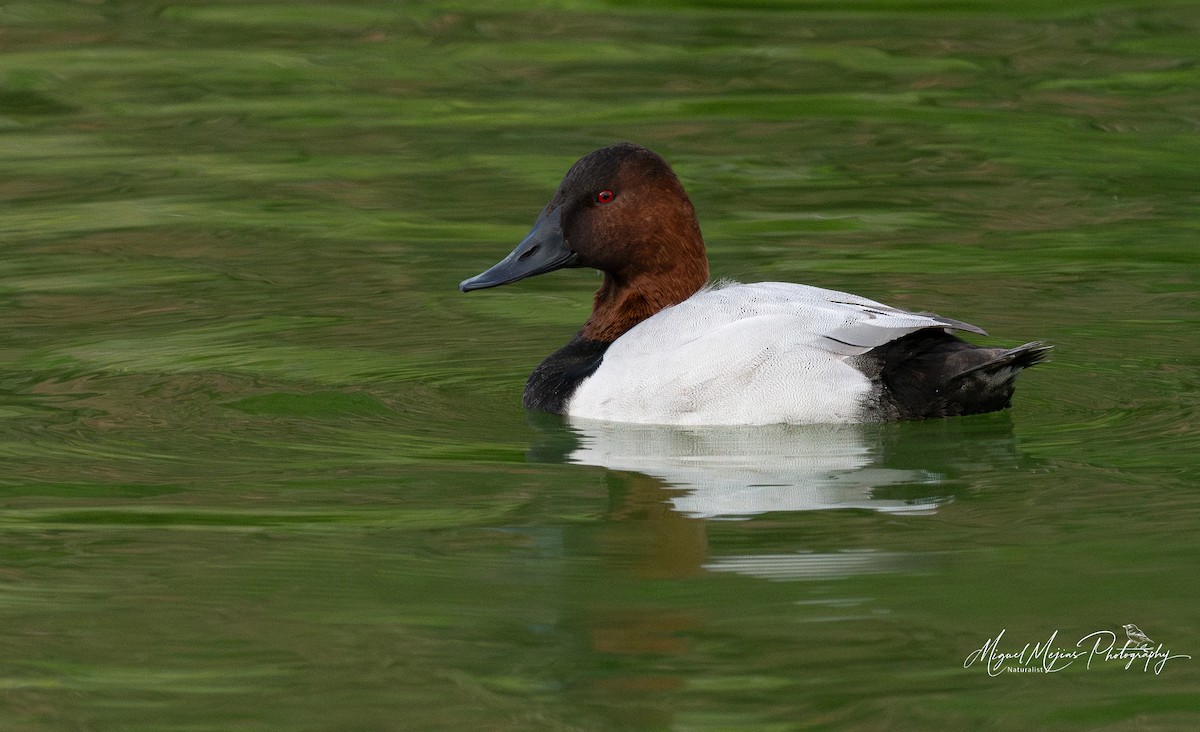 Canvasback - ML627115498