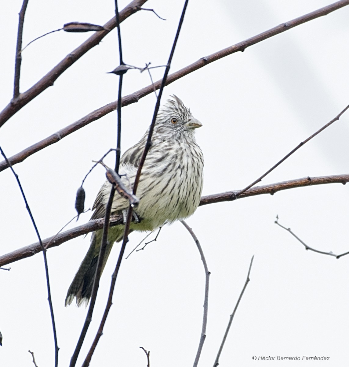 アカハラクサカリドリ - ML627115515