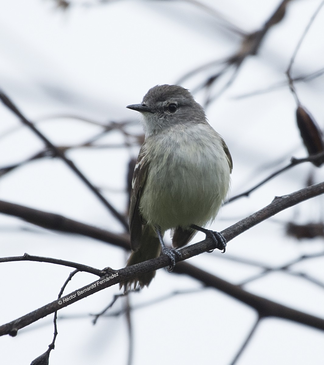 キバラメグロハエトリ - ML627115525