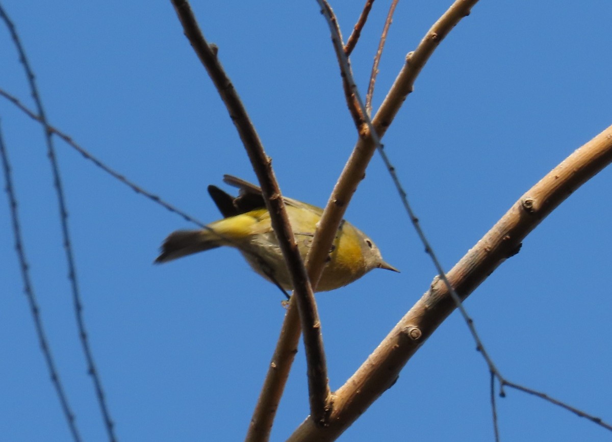 Nashville Warbler - ML627115526