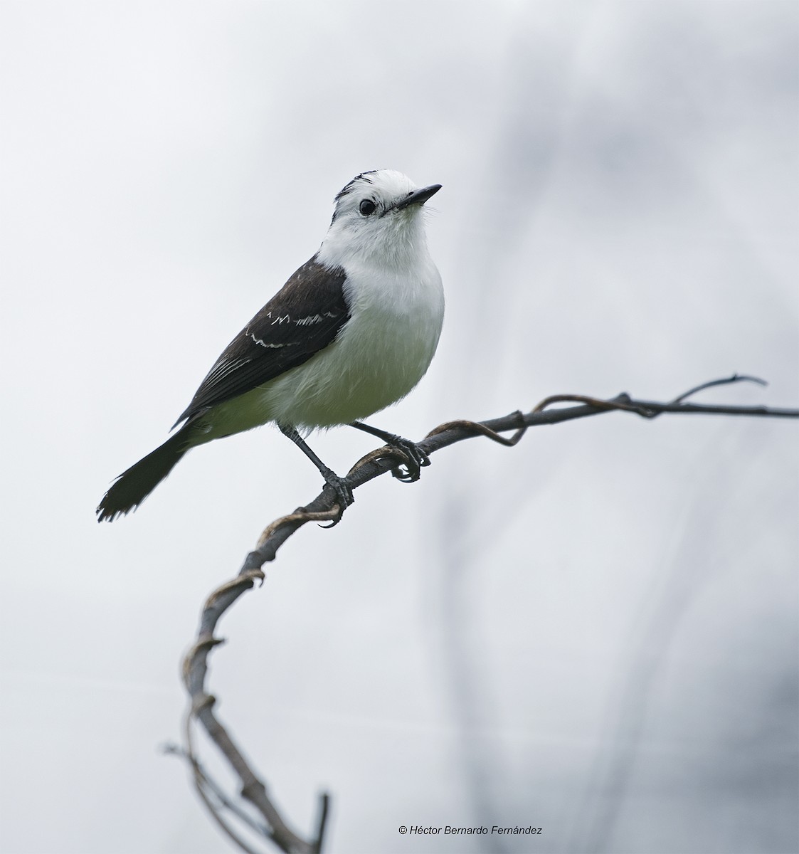 セグロコマダラタイランチョウ - ML627115532