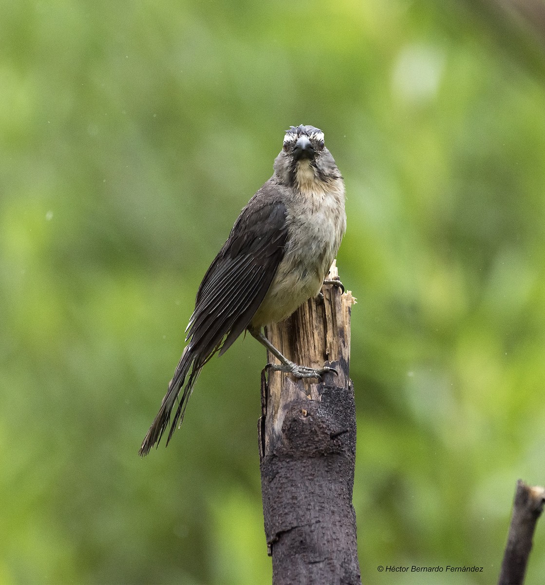 Bluish-gray Saltator - ML627115552