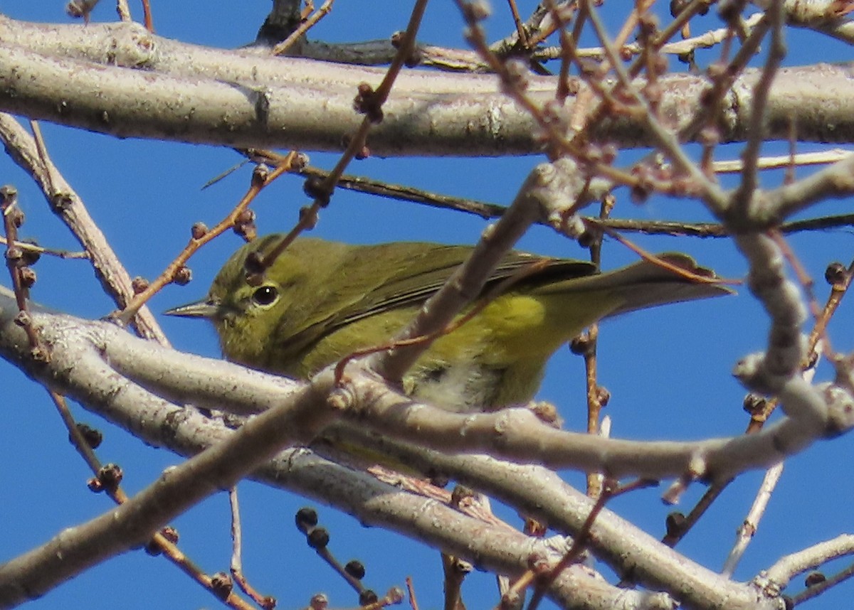 Orange-crowned Warbler (lutescens) - ML627115578