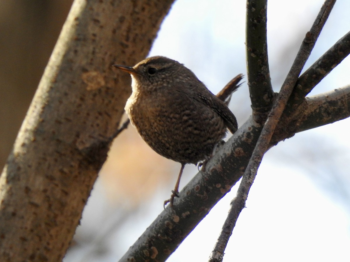 Winter Wren - ML627115611