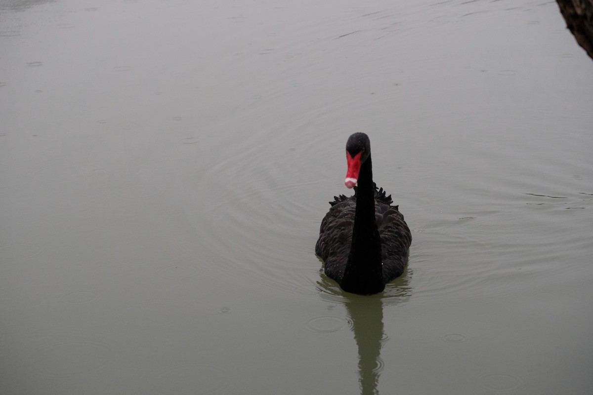 Black Swan - ML627115686