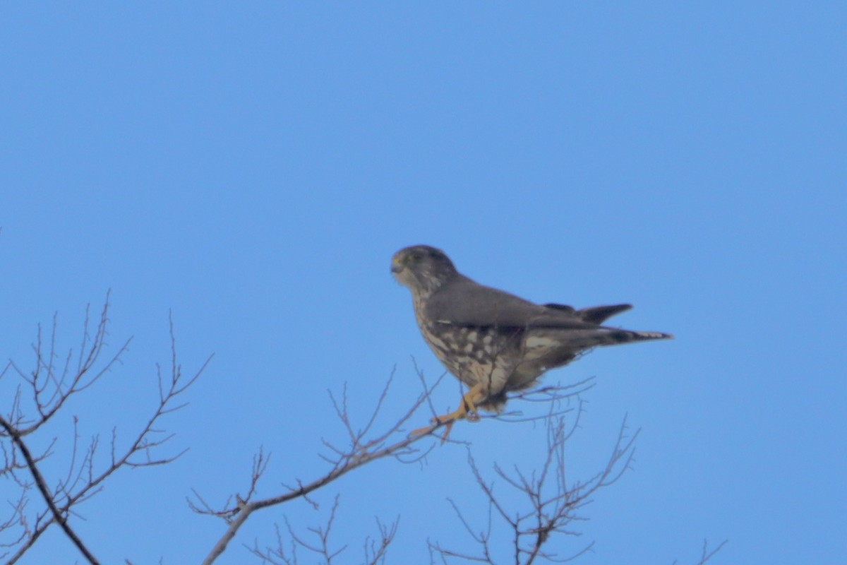Merlin - ML627115729