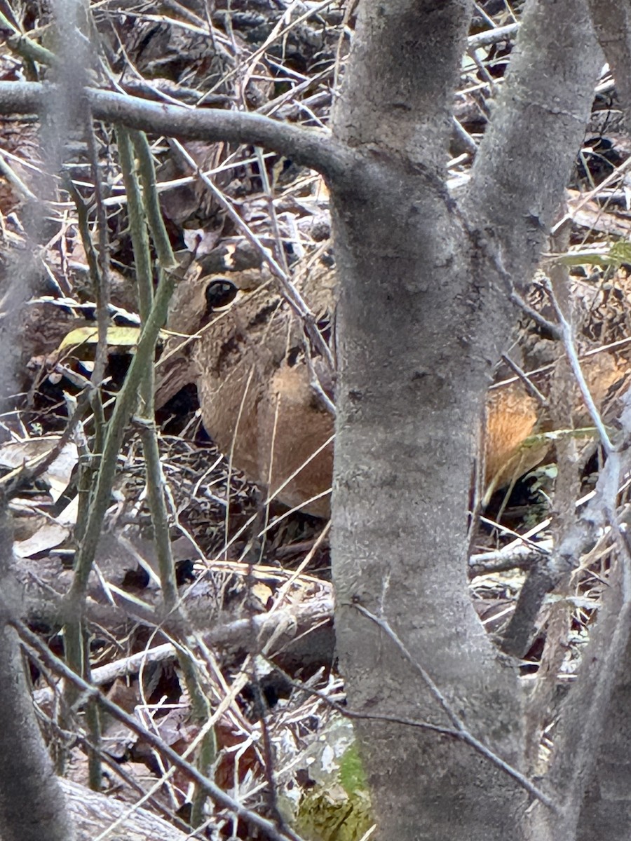 American Woodcock - ML627115867