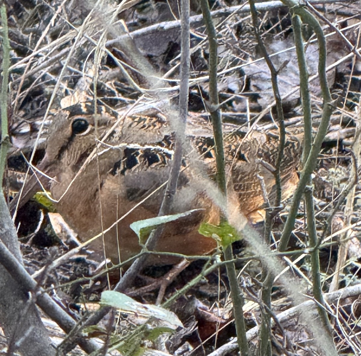 American Woodcock - ML627115868