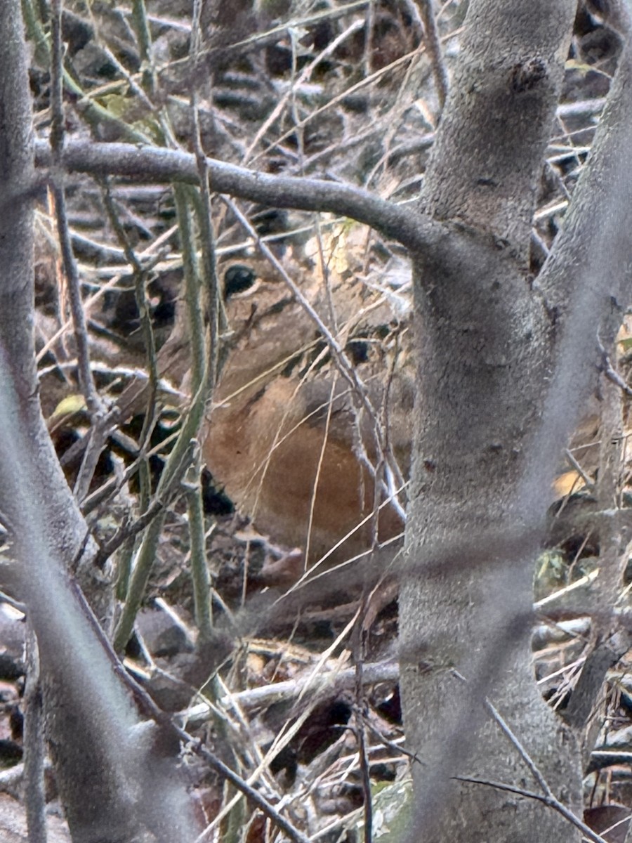 American Woodcock - ML627115869