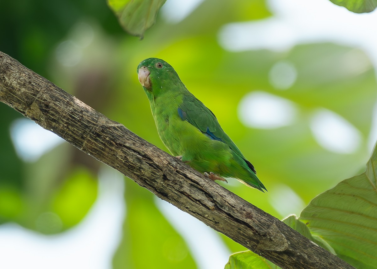 Riparian Parrotlet - ML627115870