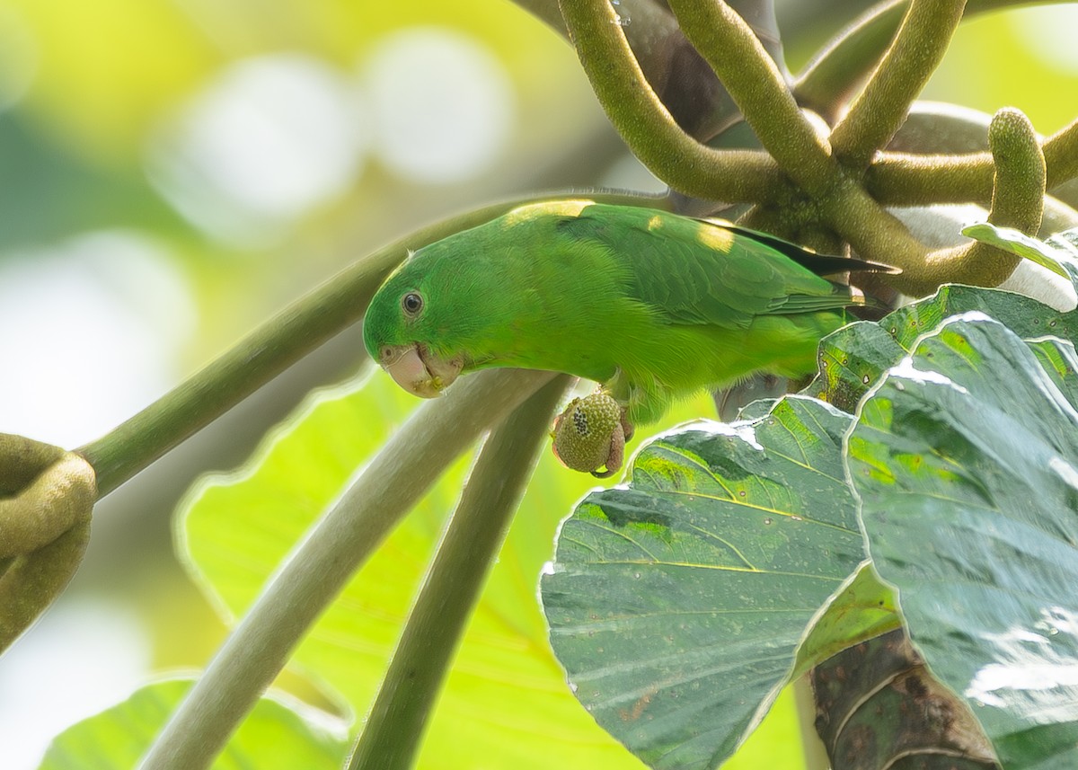 Riparian Parrotlet - ML627115875