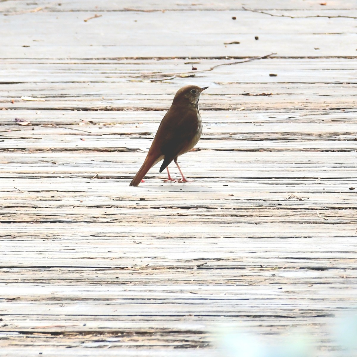 Hermit Thrush - ML627116211