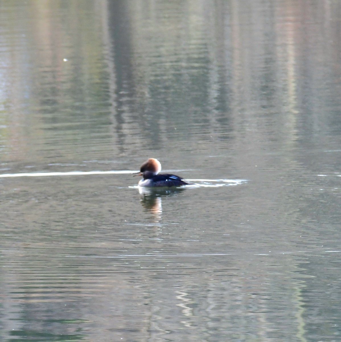 Hooded Merganser - ML627116215