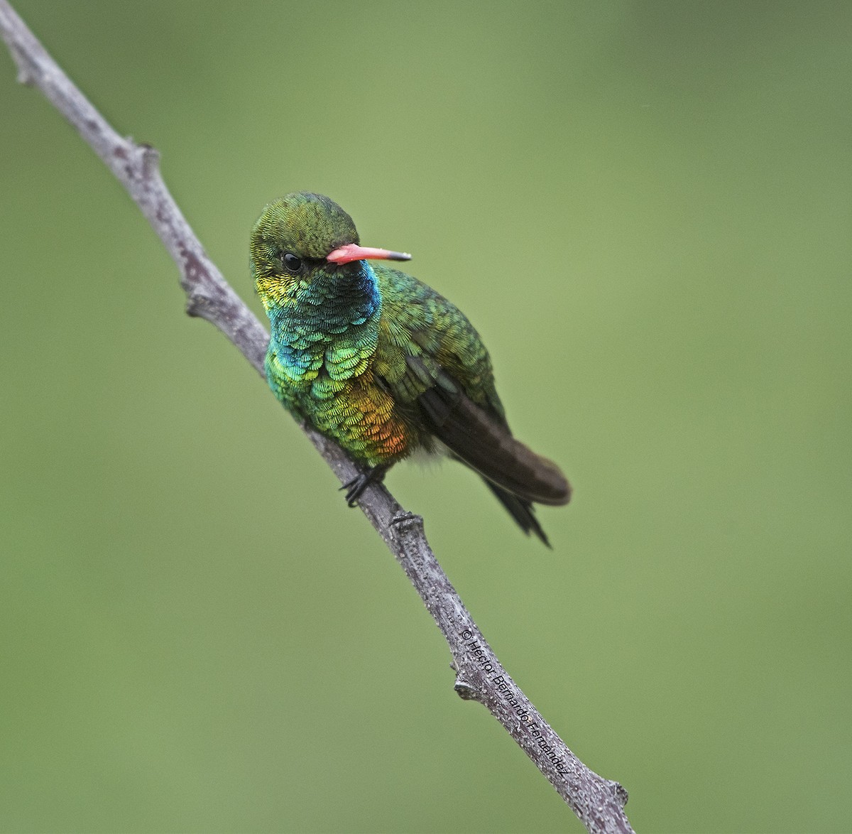 アオムネヒメエメラルドハチドリ - ML627116229