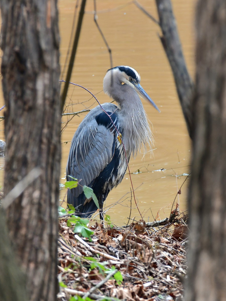 Great Blue Heron - ML627116242