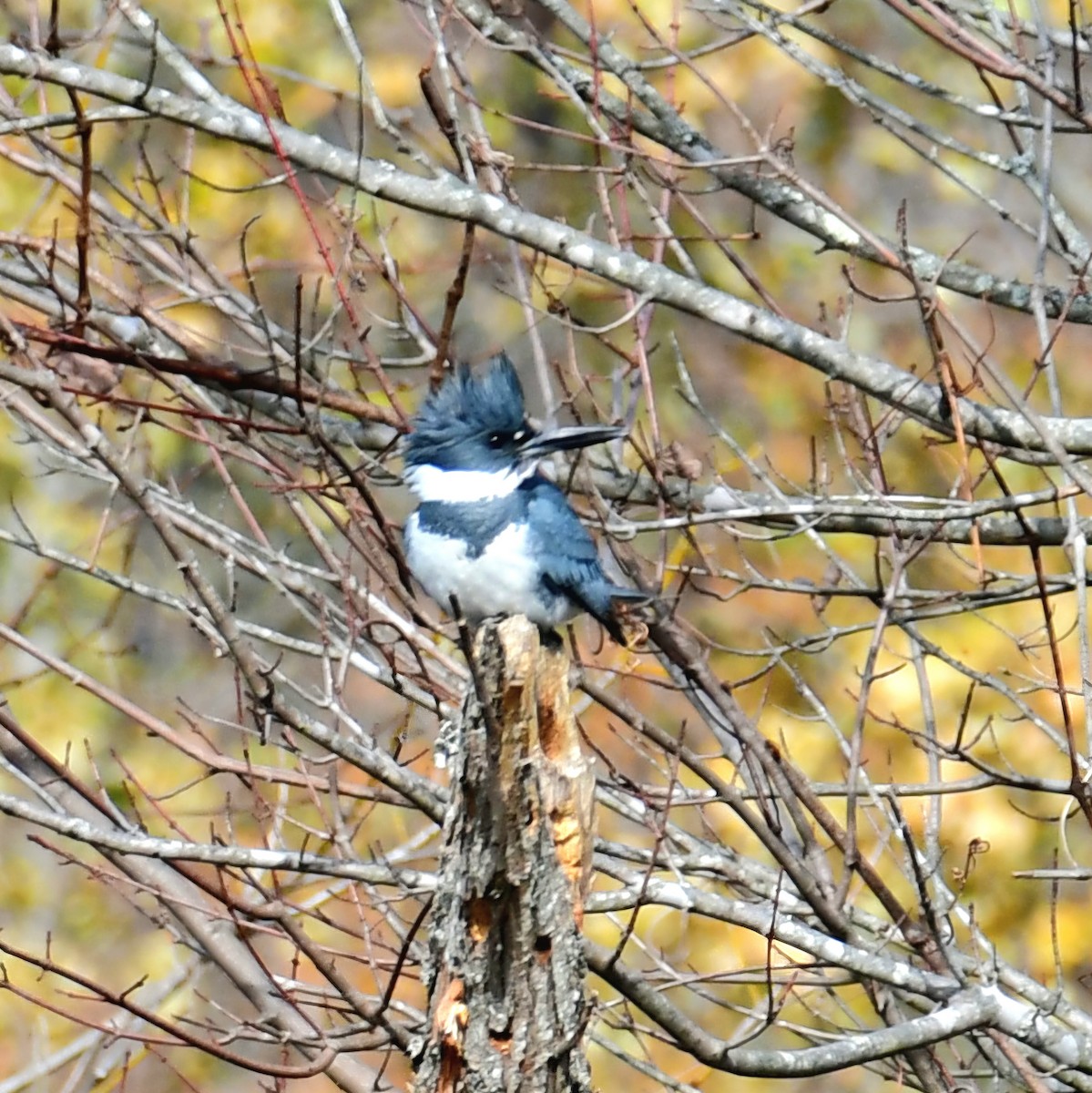 Belted Kingfisher - ML627116248