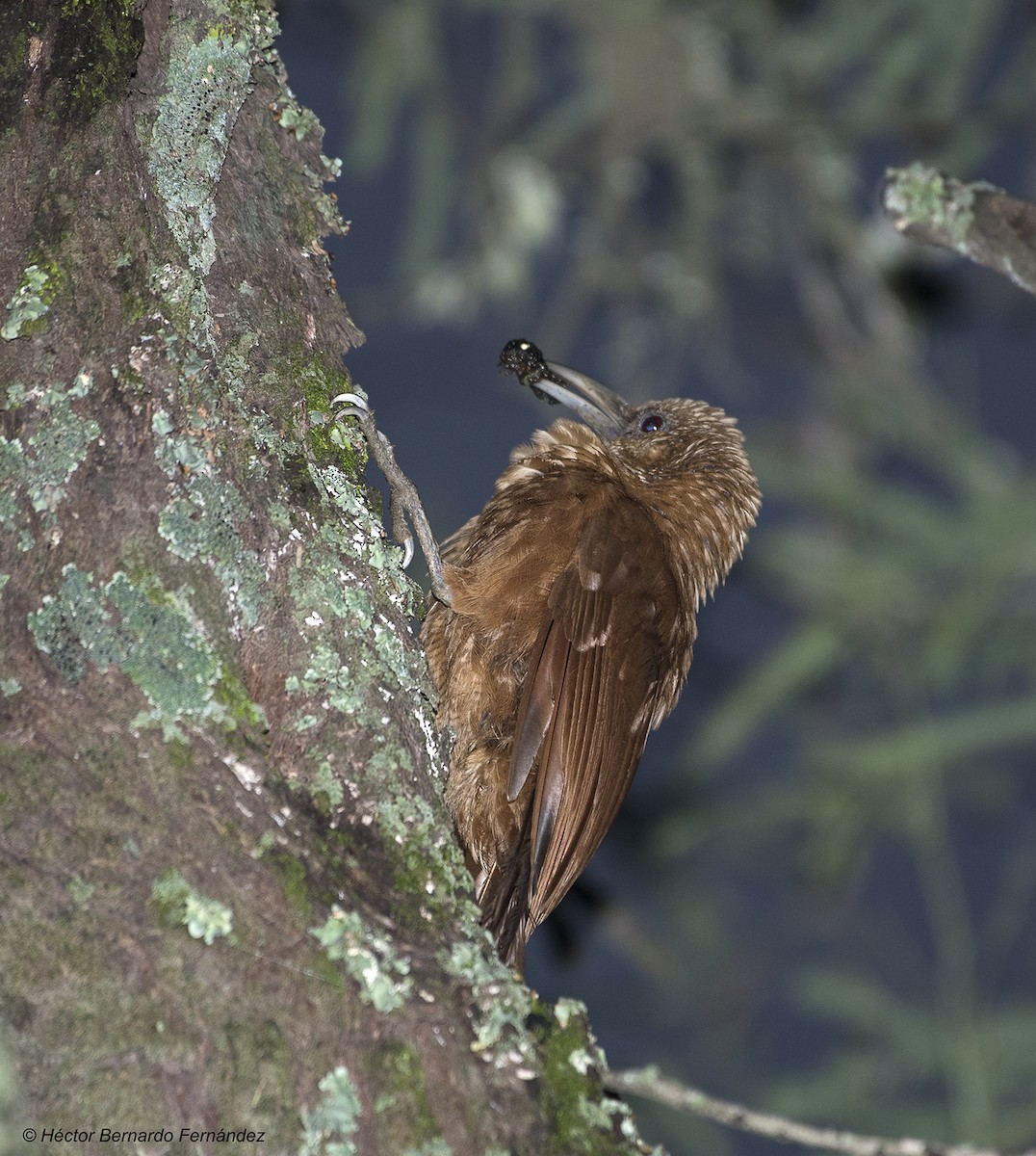 オニキバシリ - ML627116251