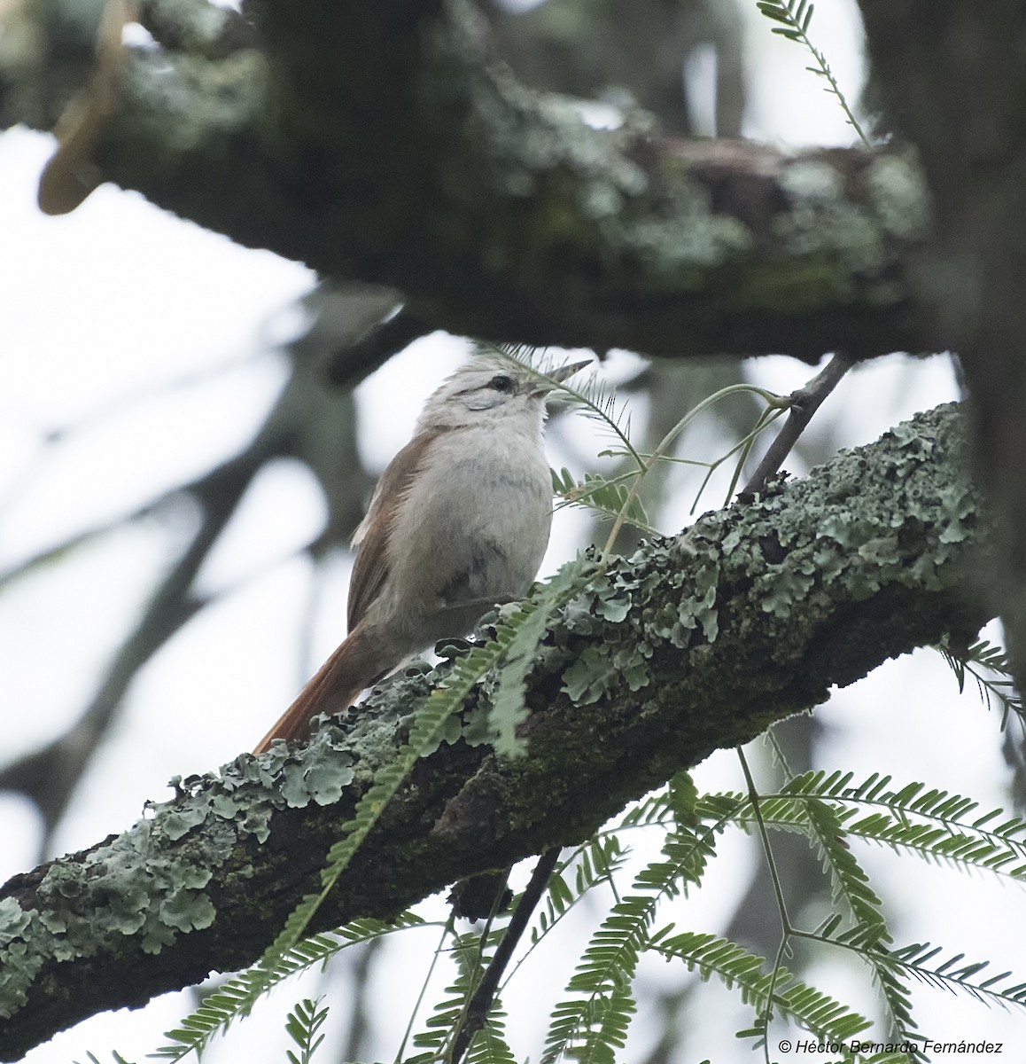 シマボウシカマドドリ - ML627116269