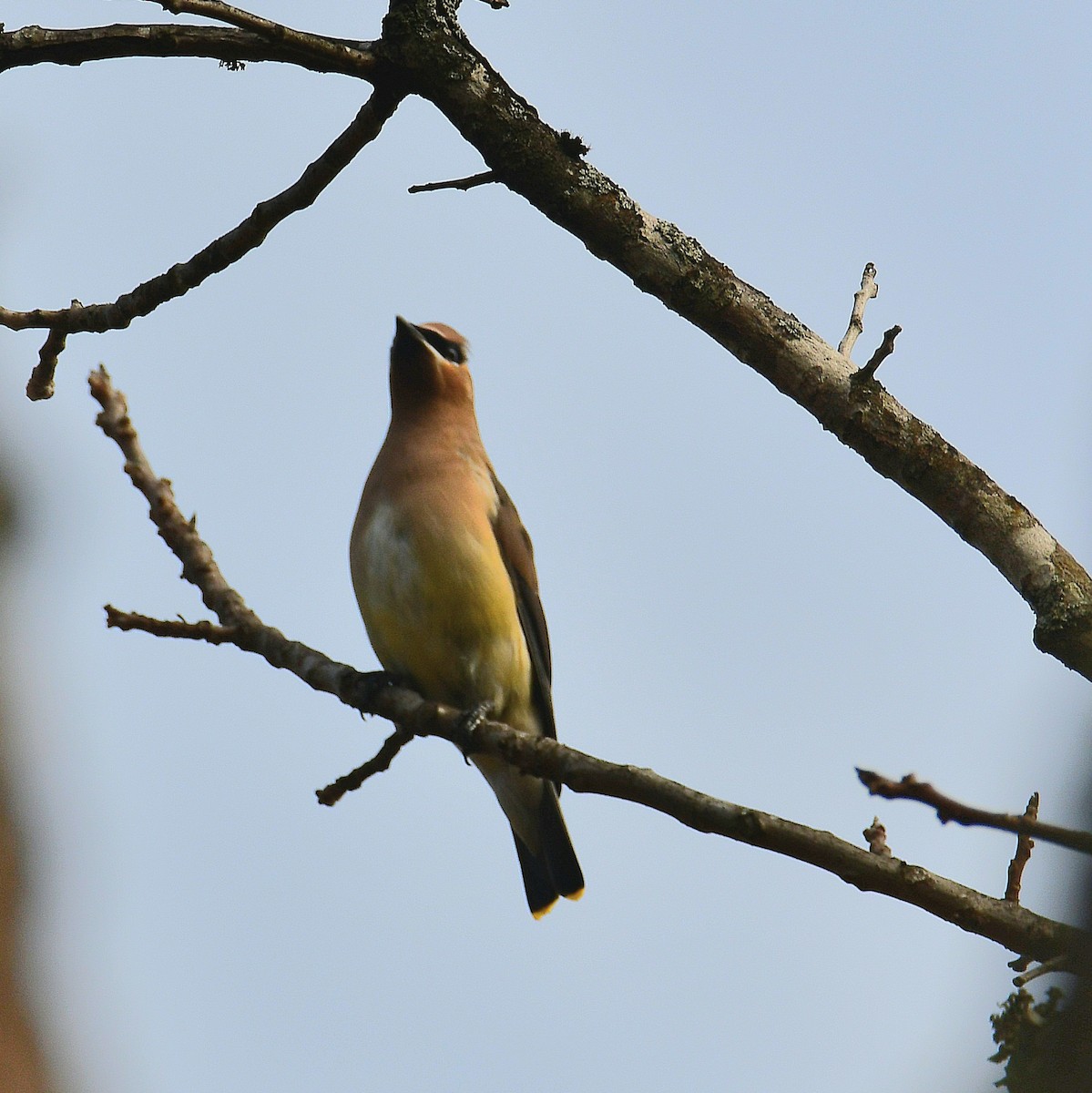 Cedar Waxwing - ML627116275