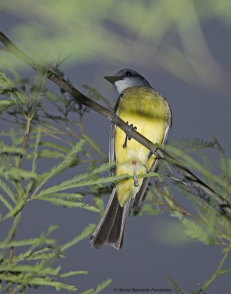 オリーブタイランチョウ - ML627116279