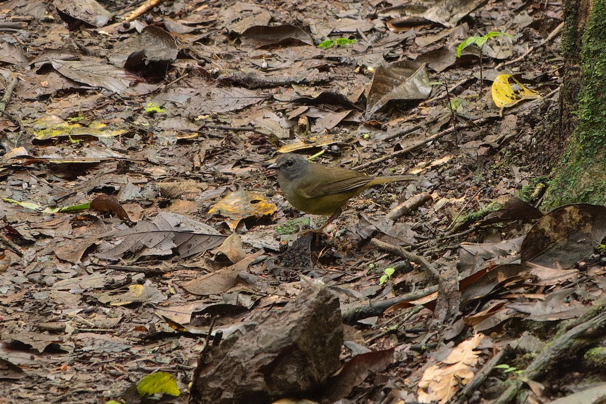 Gray-throated Warbler - ML627116534