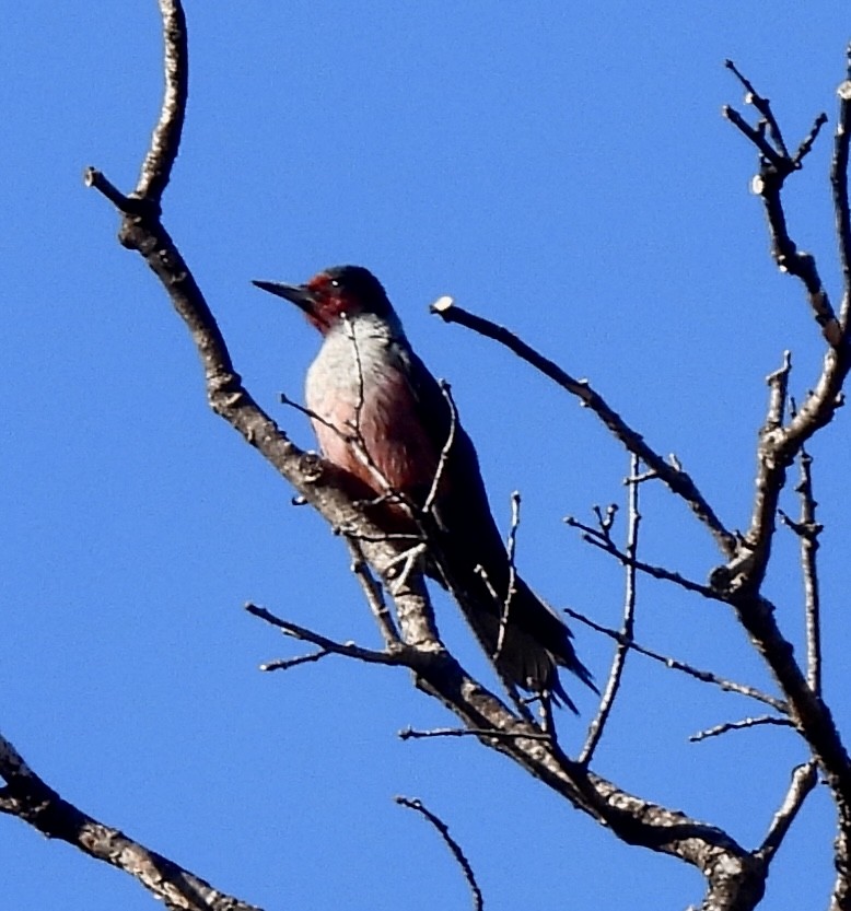 Lewis's Woodpecker - ML627116696