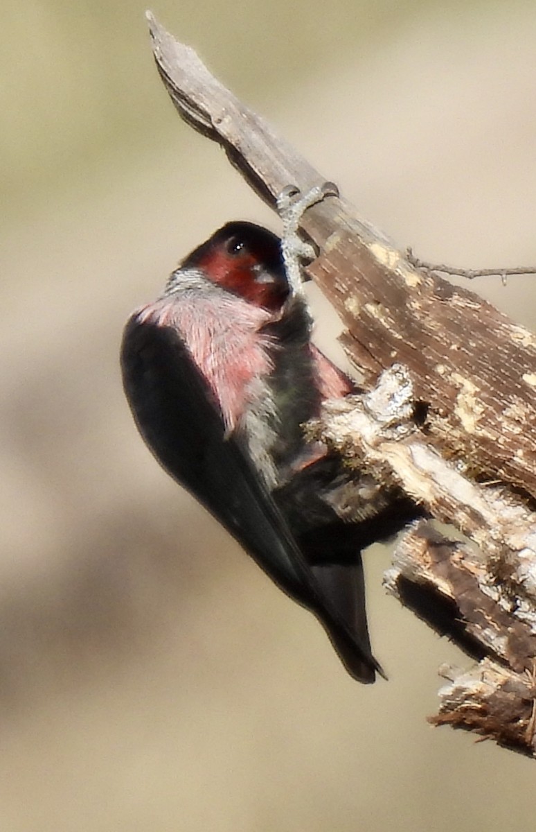 Lewis's Woodpecker - ML627116697