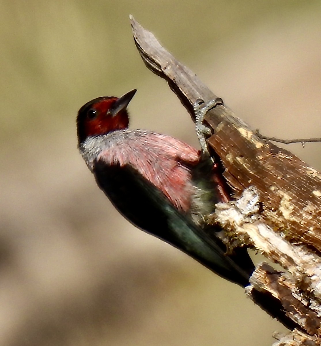 Lewis's Woodpecker - ML627116698
