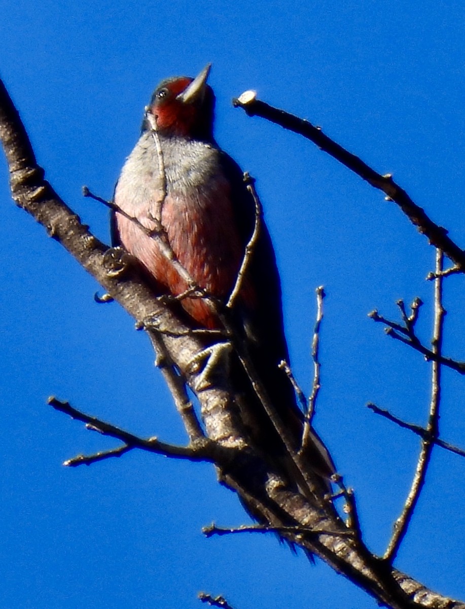 Lewis's Woodpecker - ML627116699