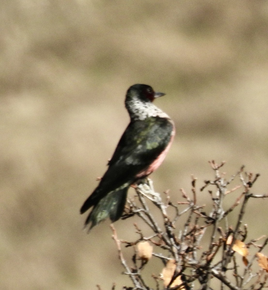 Lewis's Woodpecker - ML627116700
