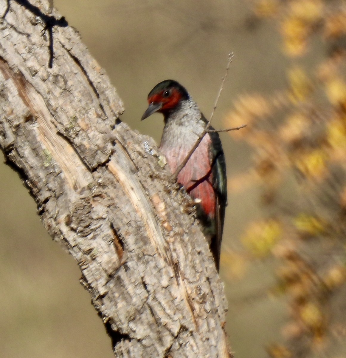 Lewis's Woodpecker - ML627116701