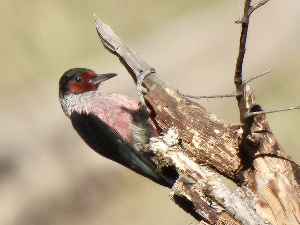 Lewis's Woodpecker - ML627116702