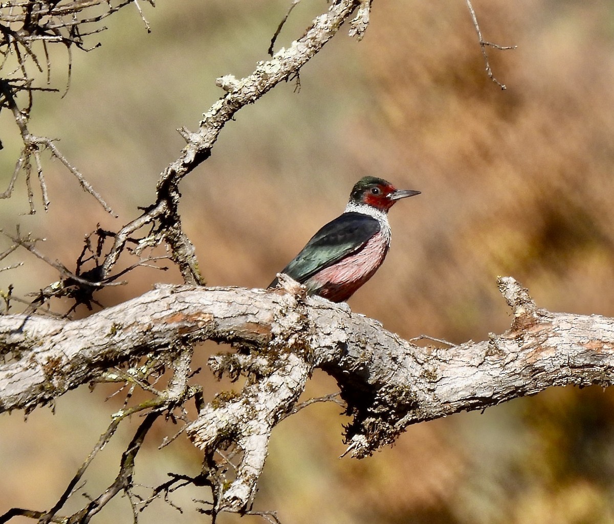 Lewis's Woodpecker - ML627116704