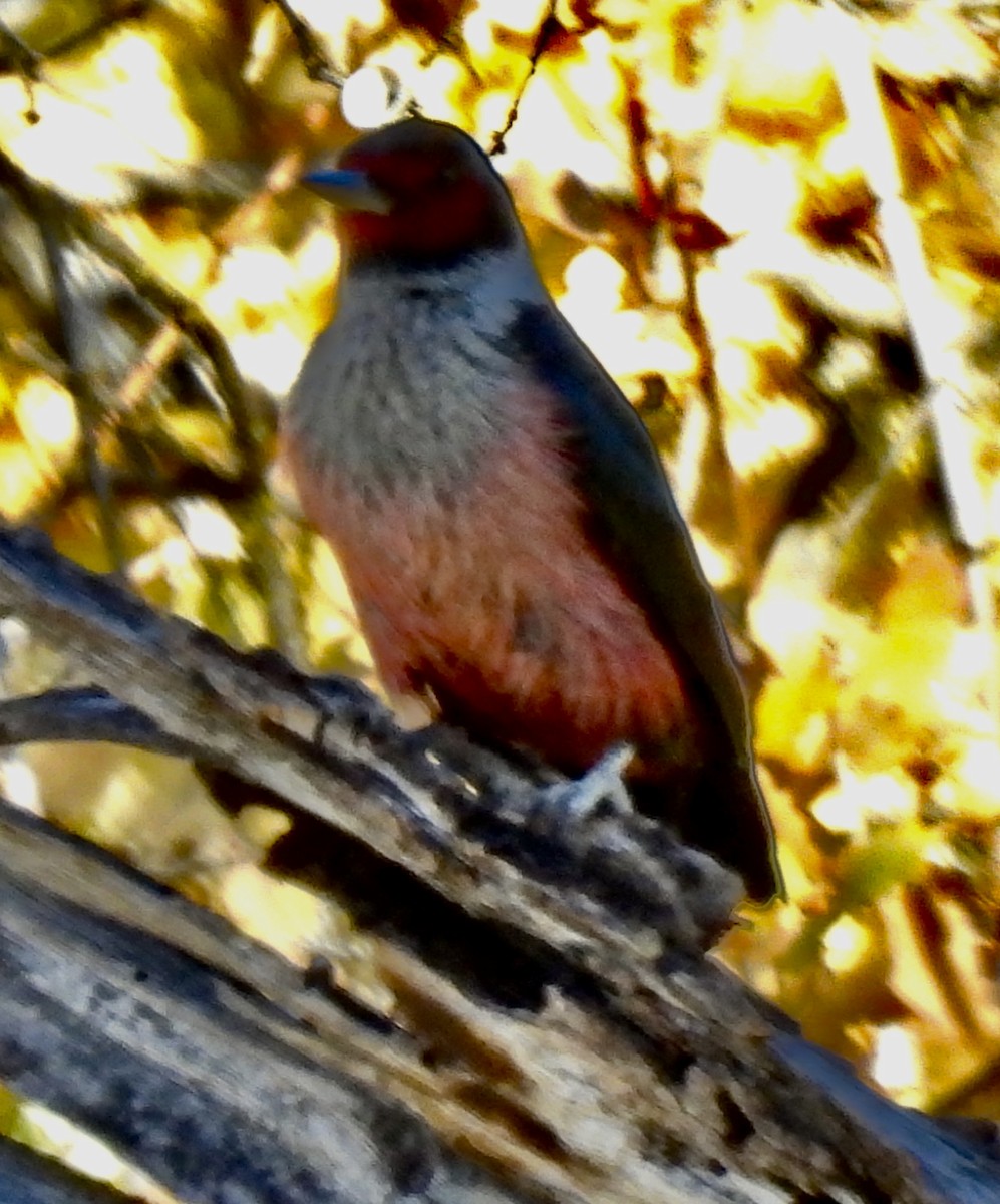 Lewis's Woodpecker - ML627116705