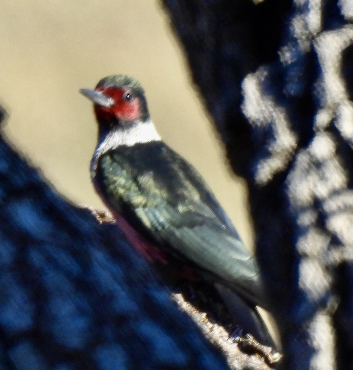 Lewis's Woodpecker - ML627116706