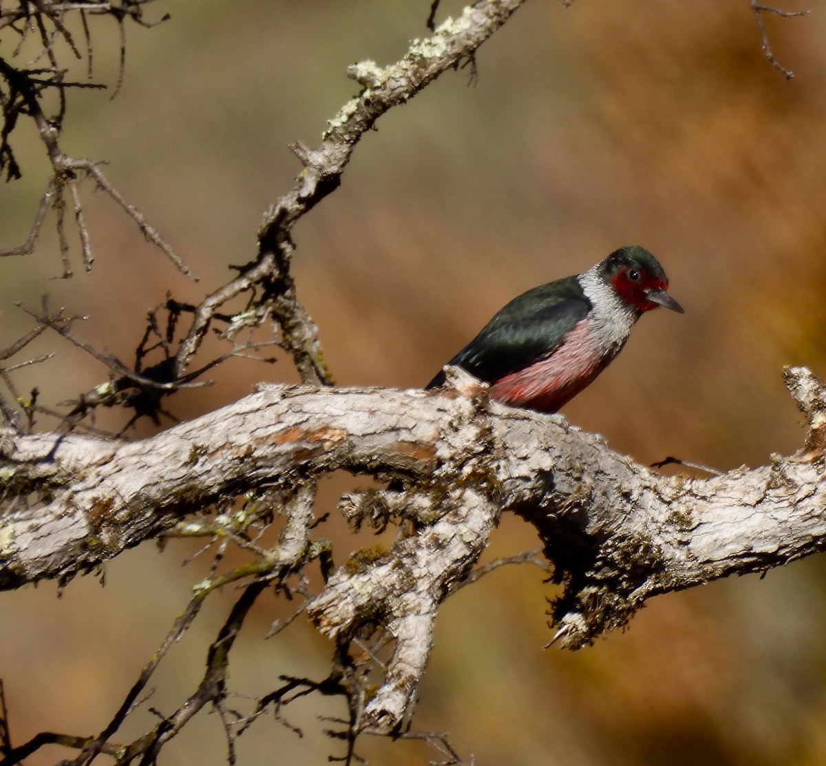 Lewis's Woodpecker - ML627116707