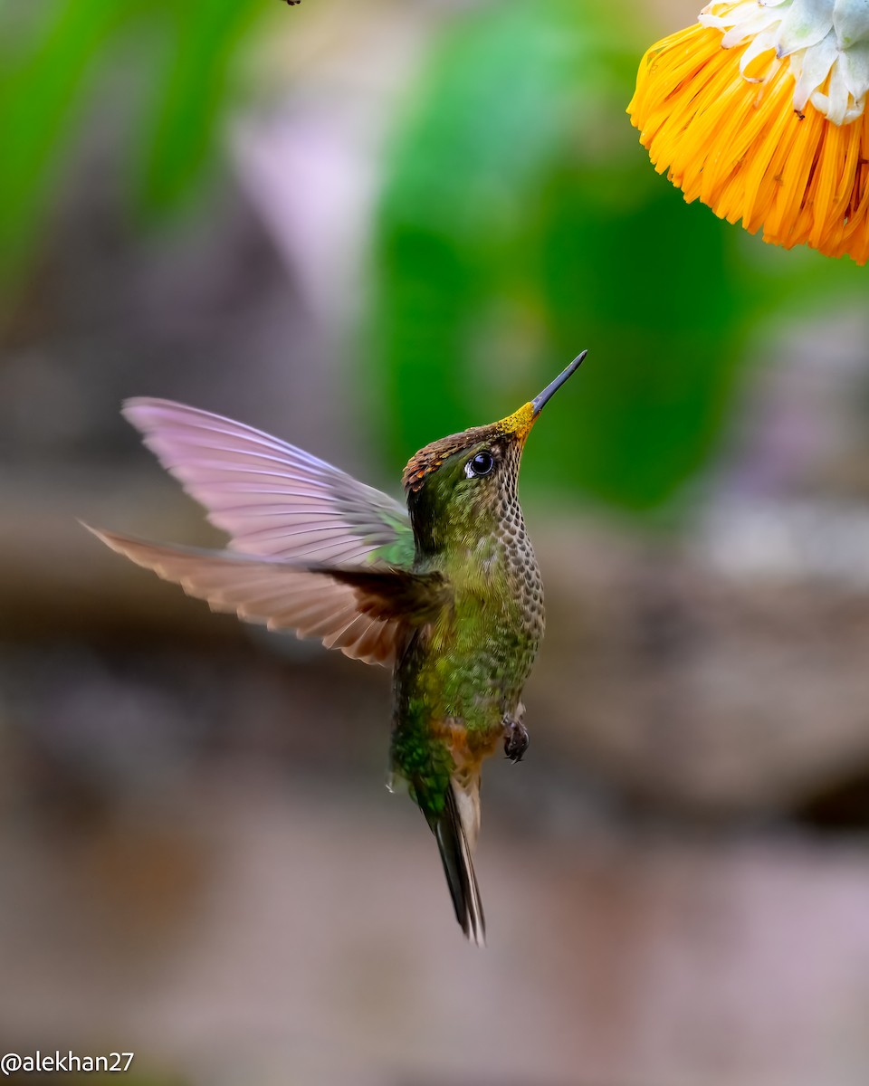 Green-backed Firecrown - ML627116742