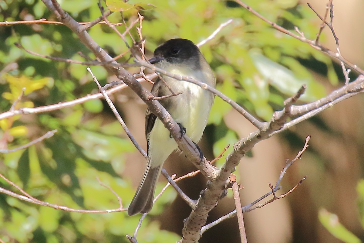 Eastern Phoebe - ML627116774