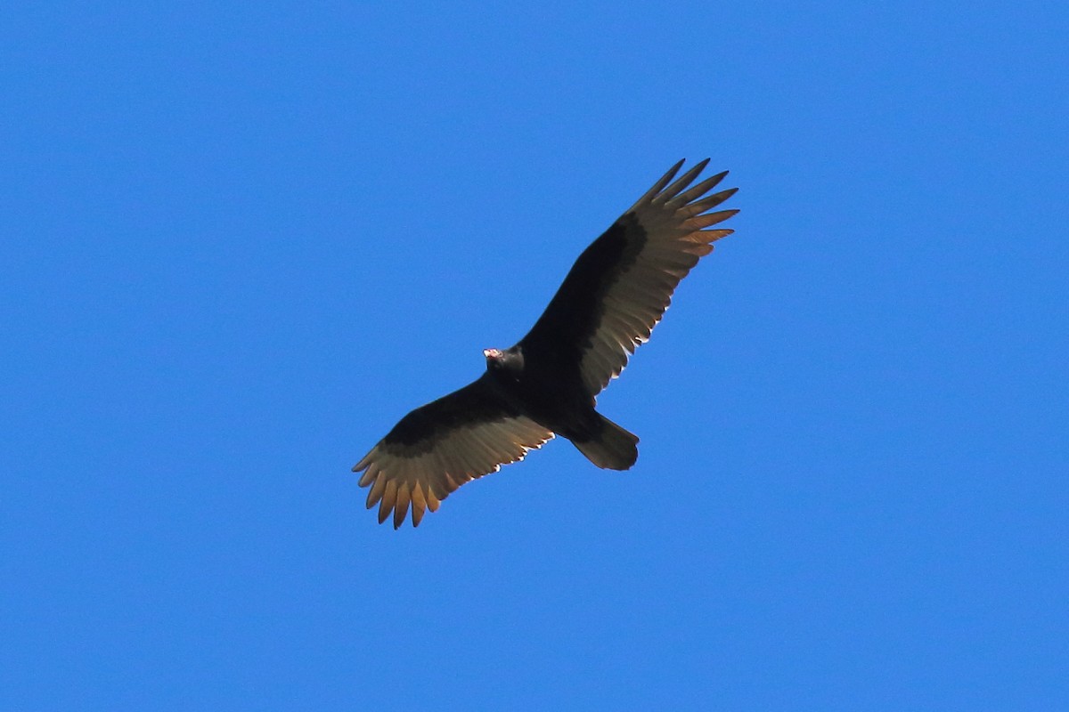 Turkey Vulture - ML627116816