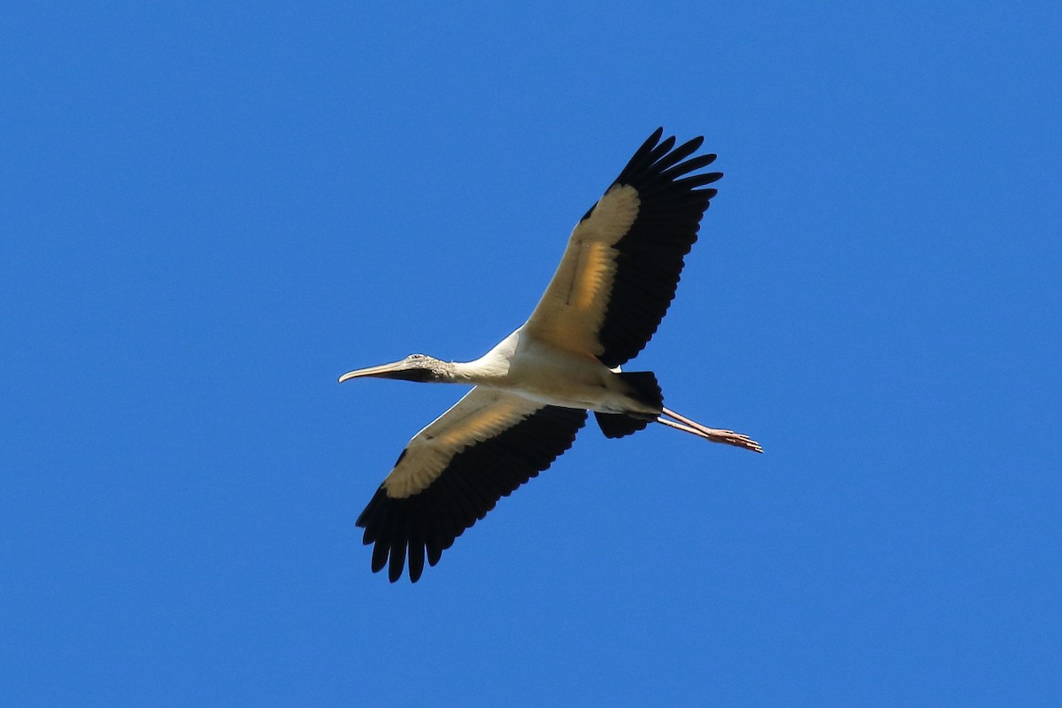 Wood Stork - ML627116840